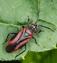 Heterocordylus malinus