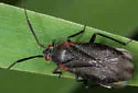 Heterocordylus malinus - photo 2