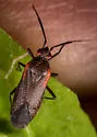 Heterocordylus malinus - photo 3
