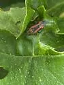 Heterocordylus malinus - photo 4