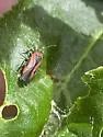 Heterocordylus malinus - photo 5