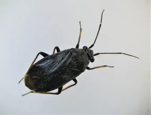 Heterocordylus tibialis