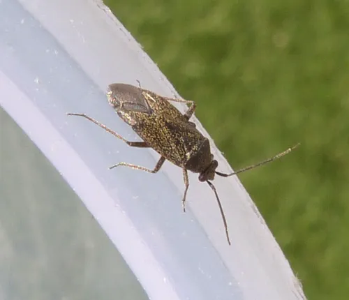Heterocordylus tibialis - photo 2
