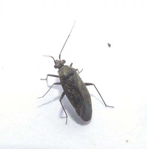 Heterocordylus tibialis - photo 3