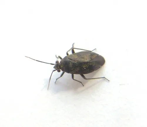 Heterocordylus tibialis - photo 4