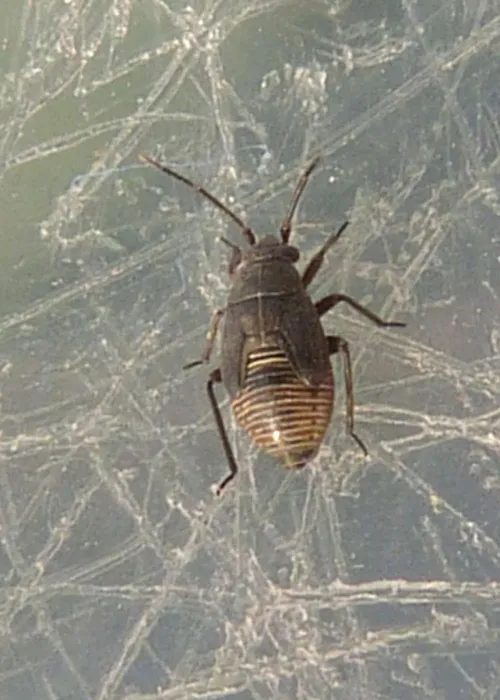 Heterocordylus tibialis - photo 5