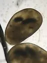 Heterocypris incongruens