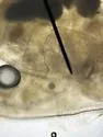 Heterocypris incongruens - photo 2
