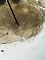 Heterocypris incongruens - photo 3