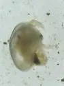 Heterocypris incongruens - photo 4