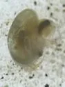 Heterocypris incongruens - photo 5