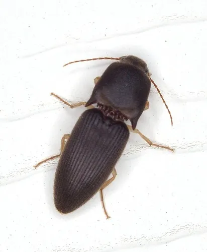 Gulf Wireworm