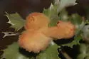 Woolly Gall Wasp