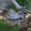 Woolly Gall Wasp - photo 2