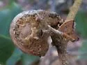 Woolly Gall Wasp - photo 3