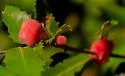 Woolly Gall Wasp - photo 4