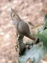 Woolly Gall Wasp - photo 5