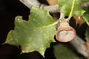 Lyon's Gall Wasp