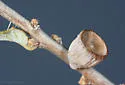 Lyon's Gall Wasp - photo 2