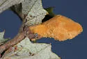 Golden Gall Wasp