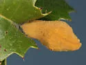 Golden Gall Wasp - photo 2