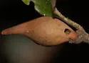 Beaked Spindle Gall Wasp