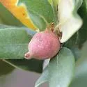 Beaked Spindle Gall Wasp - photo 2
