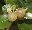 Beaked Spindle Gall Wasp - photo 3