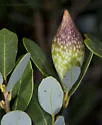 Beaked Spindle Gall Wasp - photo 4