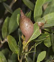Beaked Spindle Gall Wasp - photo 5