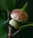 Mushroom Gall Wasp