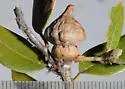 Mushroom Gall Wasp - photo 2