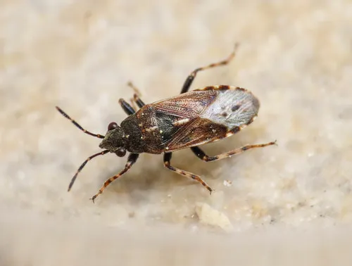 Heterogaster affinis