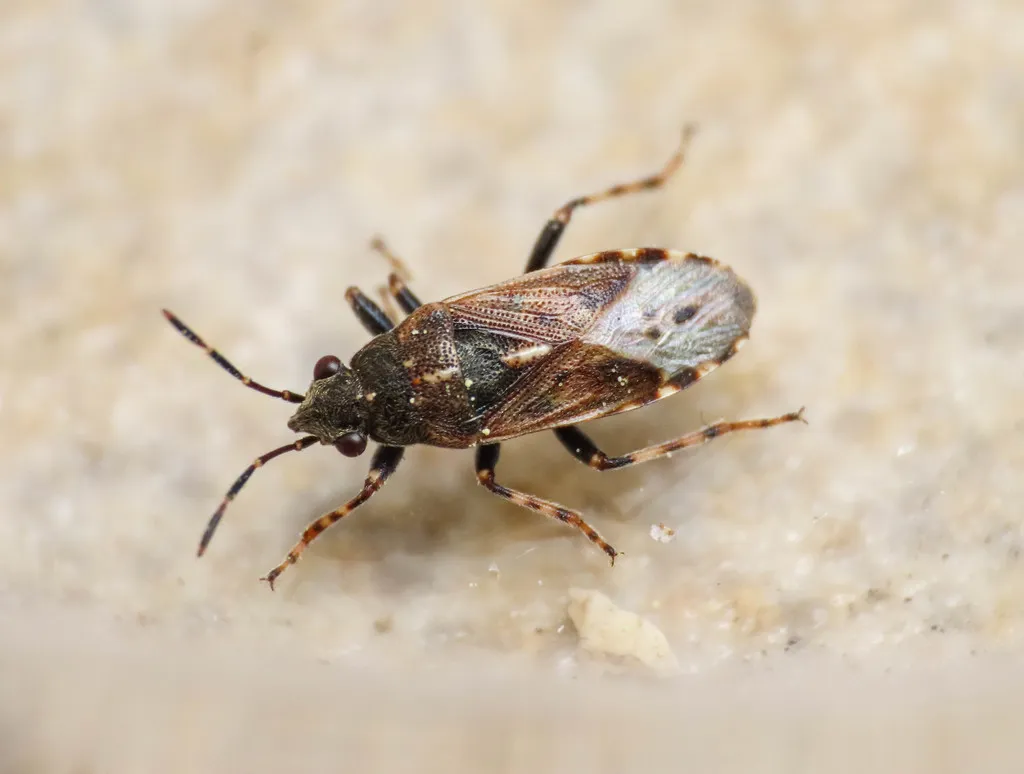 Heterogaster affinis - photo 2