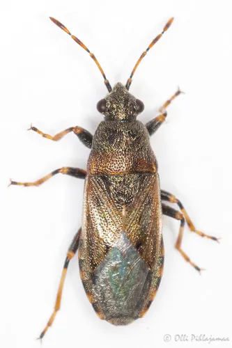 Heterogaster artemisiae