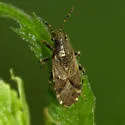 Heterogaster behrensii - photo 2