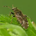 Heterogaster behrensii - photo 3
