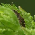 Heterogaster behrensii - photo 4