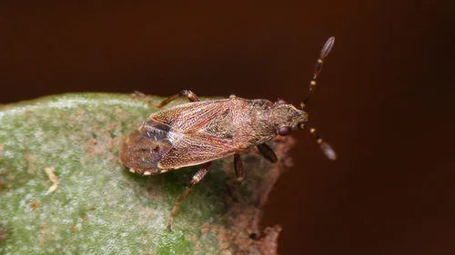 Heterogaster canariensis