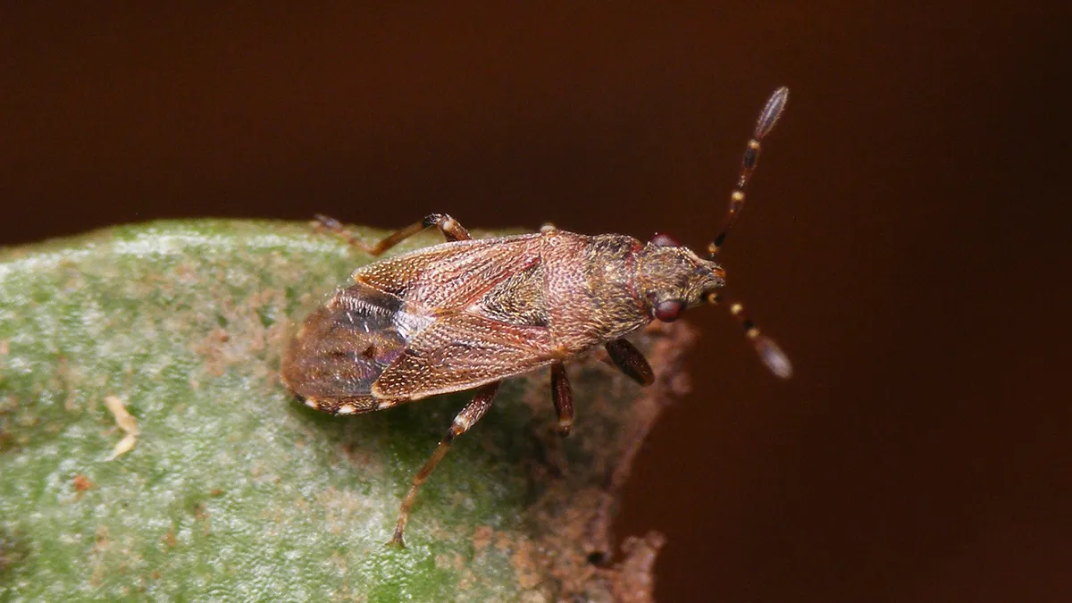 Heterogaster canariensis - photo 3