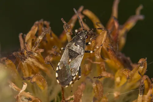 Heterogaster cathariae