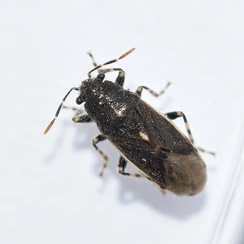 Heterogaster flavicosta