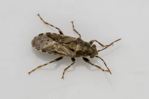 Nettle Groundbug - Heterogaster urticae