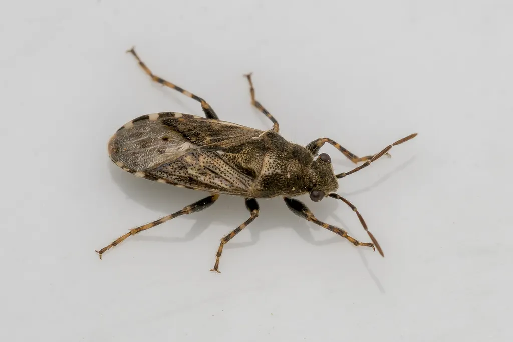 Nettle Groundbug - photo 2