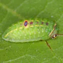 Red-eyed Button Slug Moth - Hodges#4657 - photo 2