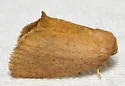 Red-eyed Button Slug Moth - Hodges#4657 - photo 4