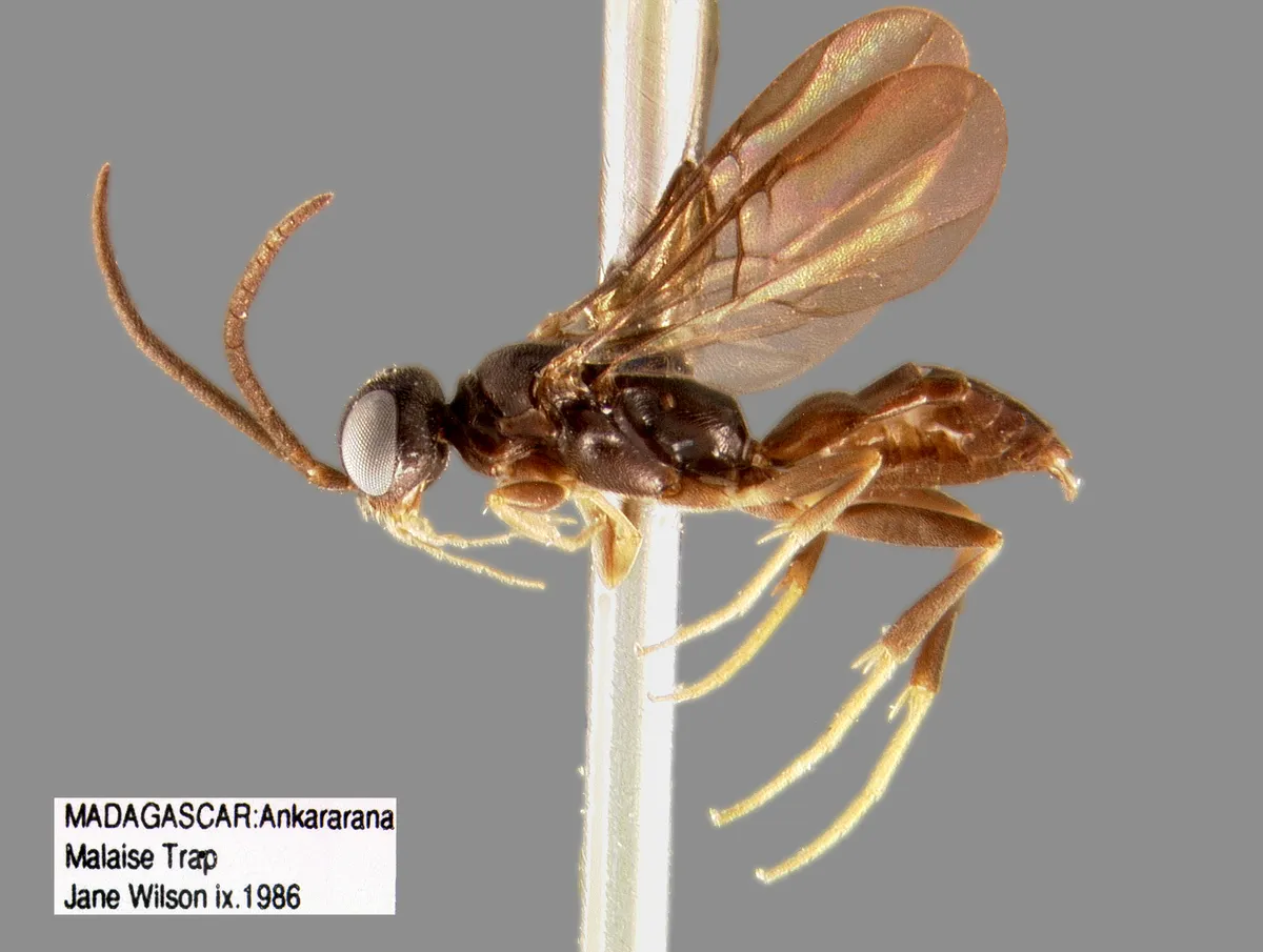 Heterogynaidae - photo 3