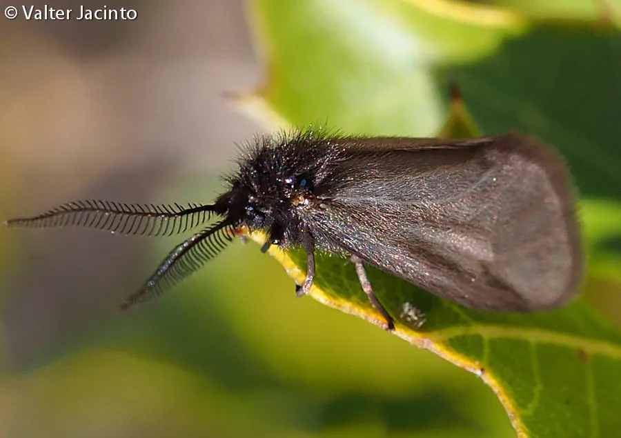 mediterranean burnet moths - photo 2