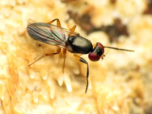 Heteromeringia nitida - Heteromeringia nitida