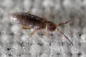 Heteromurus major - photo 2